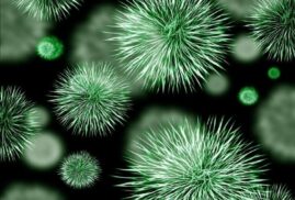 हवन से नष्ट होते हैं रोग फैलाने वाले बैक्टीरिया, अमेरिकी पत्रिका में शोध प्रकाशित